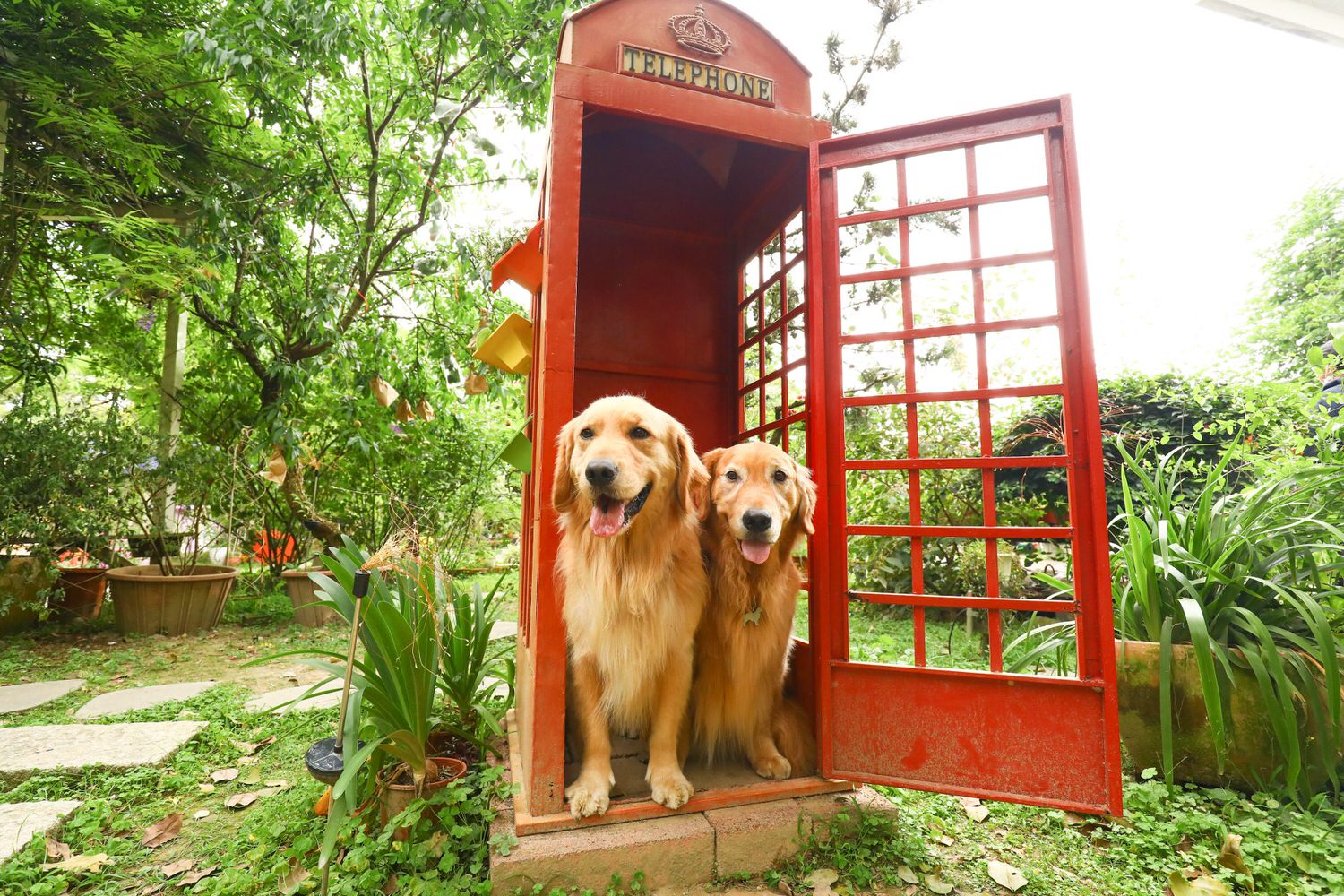 桃園大溪美食|Emmie的南法玫瑰園。森林絕美玻璃屋景觀餐廳、歐風花園、寵物友善餐廳 - 第21張圖 桃園大溪美食|Emmie的南法玫瑰園。森林絕美玻璃屋景觀餐廳、歐風花園、寵物友善餐廳