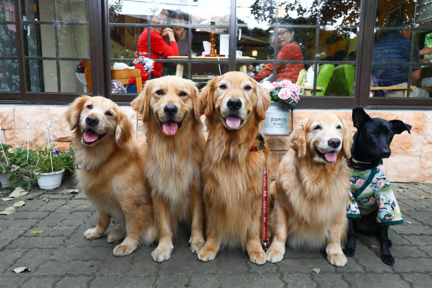 桃園大溪美食|Emmie的南法玫瑰園。森林絕美玻璃屋景觀餐廳、歐風花園、寵物友善餐廳 - 第2張圖 桃園大溪美食|Emmie的南法玫瑰園。森林絕美玻璃屋景觀餐廳、歐風花園、寵物友善餐廳