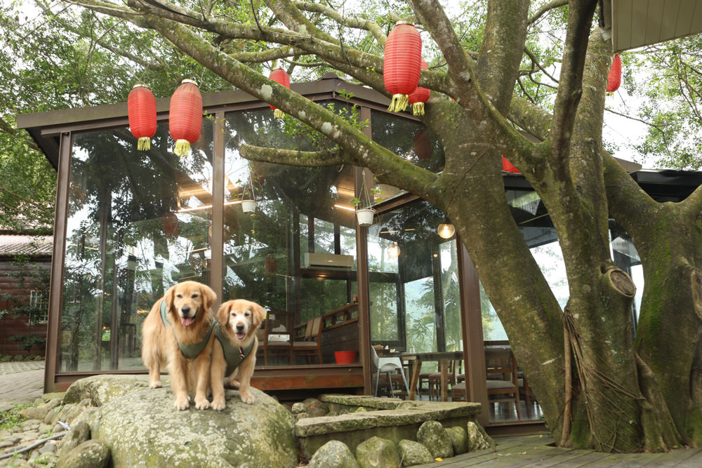 南投魚池美食｜山頂玻璃屋私房菜。淮揚菜無菜單私房料理、預約制、寵物友善餐廳、日月潭美食