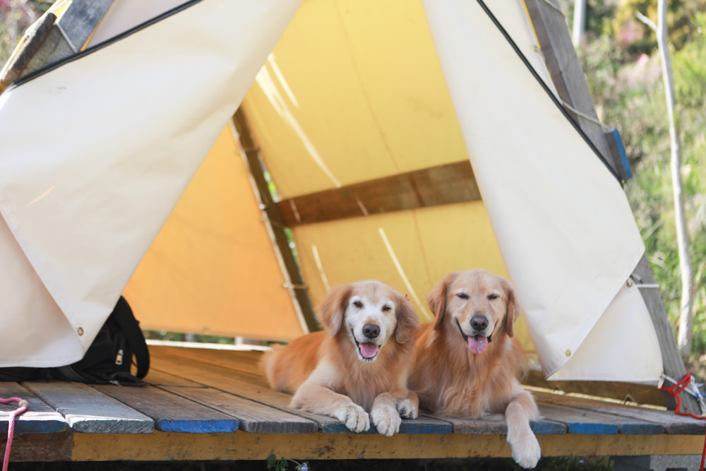 苗栗大湖｜琉璃秋境懶人野餐・窯烤披薩。寵物友善餐廳、帳篷野餐、絕美山嵐雲海景觀