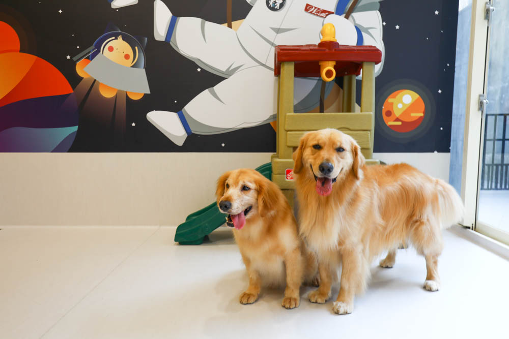 瑋特貓狗SPA生活館｜台中寵物美容頂級碳酸泉SPA、六星級狗狗住宿、寵物旅館、毛爸媽等候區咖啡廳、24小時保母