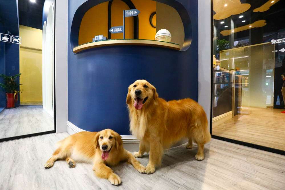 瑋特貓狗SPA生活館｜台中寵物美容頂級碳酸泉SPA、六星級狗狗住宿、寵物旅館、毛爸媽等候區咖啡廳、24小時保母
