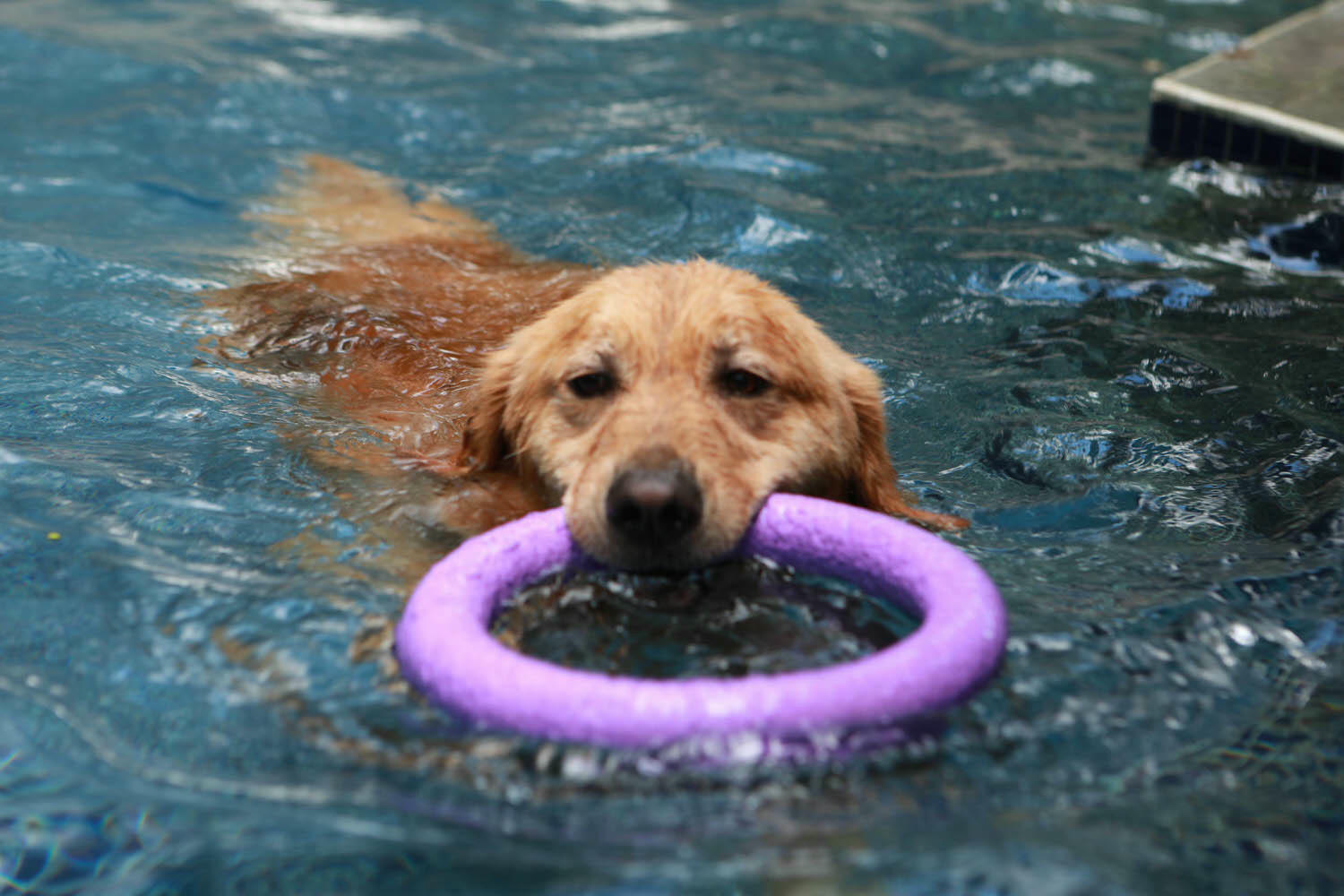 花蓮包棟泳池民宿|生活就是VILLA會館 I區。寵物友善、游泳池、大草皮、獨棟villa - 第35張圖 花蓮包棟泳池民宿|生活就是VILLA會館 I區。寵物友善、游泳池、大草皮、獨棟villa