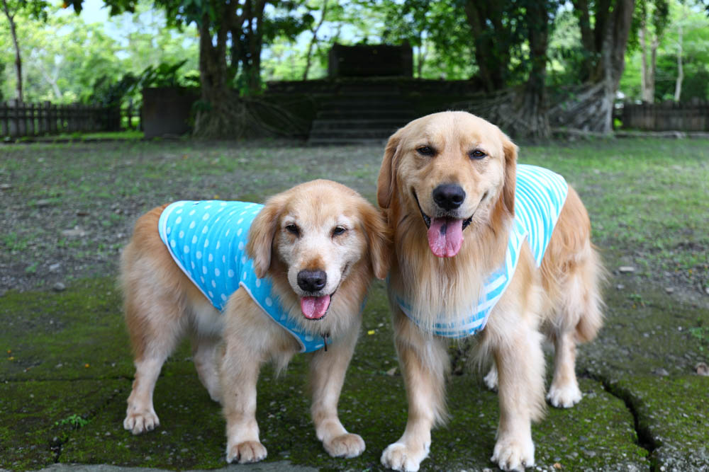 英國凱萊寵物險｜寵物全方位健康保險。最完善保障毛小孩、續保年齡無上限、安心用心呵護！