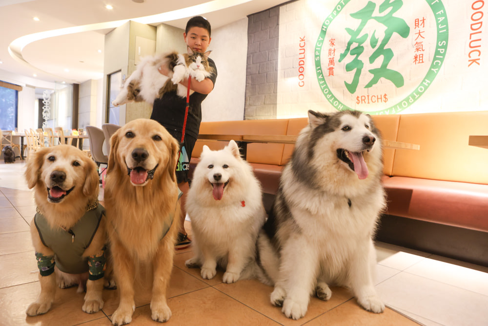 台北西門町美食|發記麻辣火鍋西門旗艦店。寵物友善餐廳、一人獨享料多平價麻辣鍋、招待毛孩鮮食肉肉 - 第30張圖 台北西門町美食|發記麻辣火鍋西門旗艦店。寵物友善餐廳、一人獨享料多平價麻辣鍋、招待毛孩鮮食肉肉