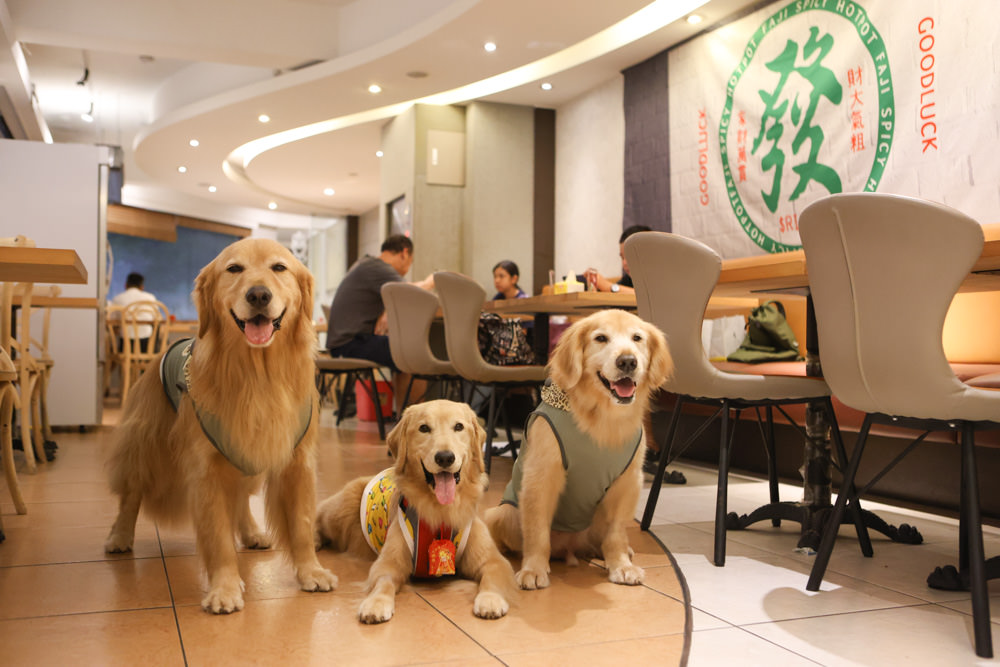 台北西門町美食|發記麻辣火鍋西門旗艦店。寵物友善餐廳、一人獨享料多平價麻辣鍋、招待毛孩鮮食肉肉 - 第12張圖 台北西門町美食|發記麻辣火鍋西門旗艦店。寵物友善餐廳、一人獨享料多平價麻辣鍋、招待毛孩鮮食肉肉