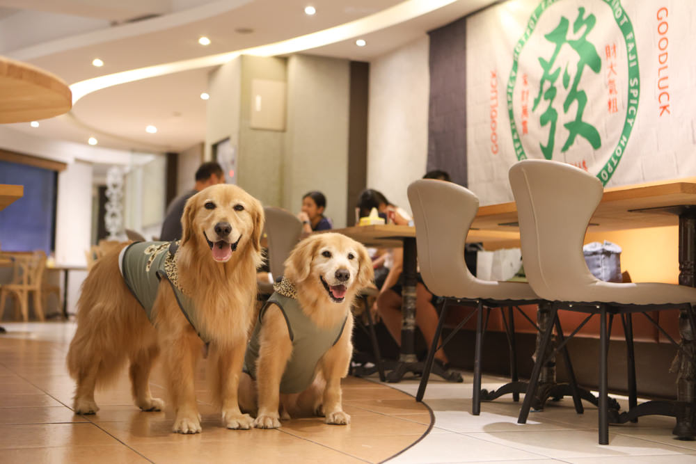 台北西門町美食|發記麻辣火鍋西門旗艦店。寵物友善餐廳、一人獨享料多平價麻辣鍋、招待毛孩鮮食肉肉 - 第1張圖 台北西門町美食|發記麻辣火鍋西門旗艦店。寵物友善餐廳、一人獨享料多平價麻辣鍋、招待毛孩鮮食肉肉