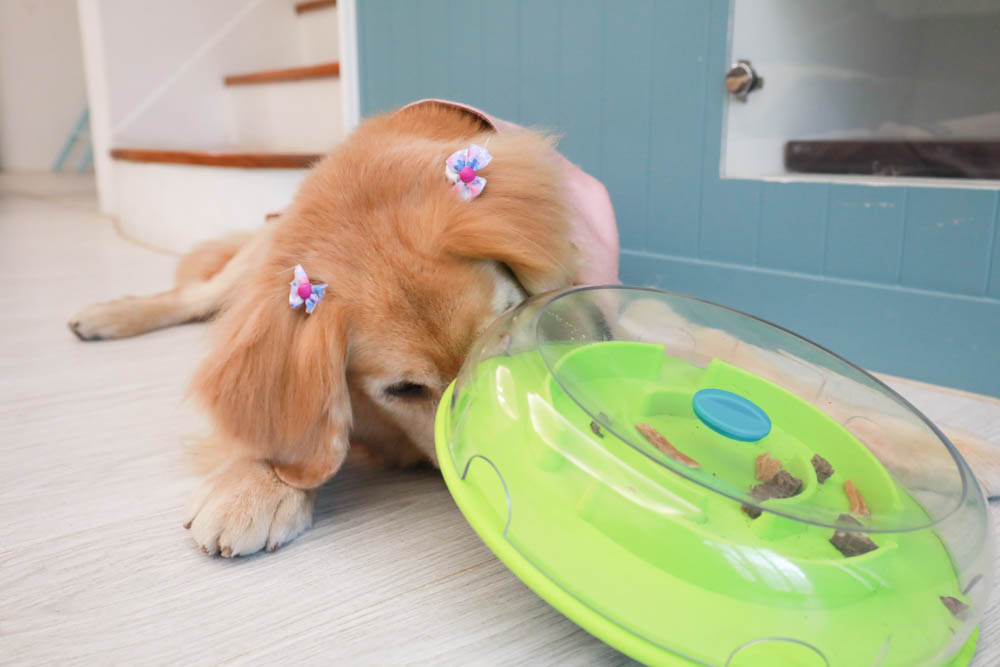 團購|Nina Ottosson瑞典寵物益智玩具。讓毛小孩動腦動手、消耗精力、減少分離焦慮症、雨天必備 - 第16張圖 團購|Nina Ottosson瑞典寵物益智玩具。讓毛小孩動腦動手、消耗精力、減少分離焦慮症、雨天必備