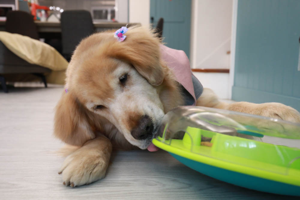 團購|Nina Ottosson瑞典寵物益智玩具。讓毛小孩動腦動手、消耗精力、減少分離焦慮症、雨天必備 - 第11張圖 團購|Nina Ottosson瑞典寵物益智玩具。讓毛小孩動腦動手、消耗精力、減少分離焦慮症、雨天必備