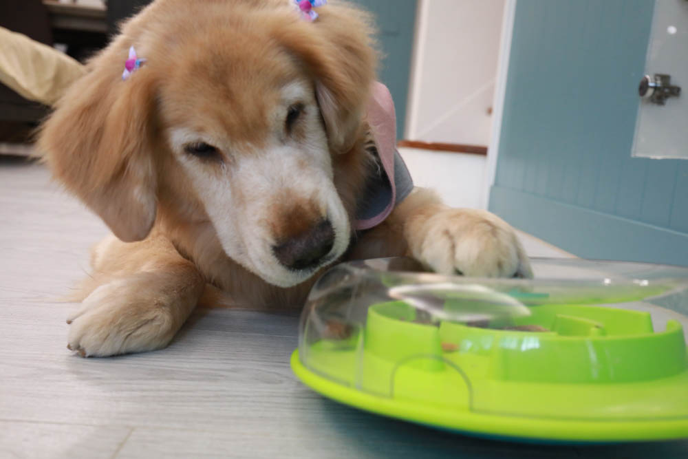 團購|Nina Ottosson瑞典寵物益智玩具。讓毛小孩動腦動手、消耗精力、減少分離焦慮症、雨天必備 - 第12張圖 團購|Nina Ottosson瑞典寵物益智玩具。讓毛小孩動腦動手、消耗精力、減少分離焦慮症、雨天必備