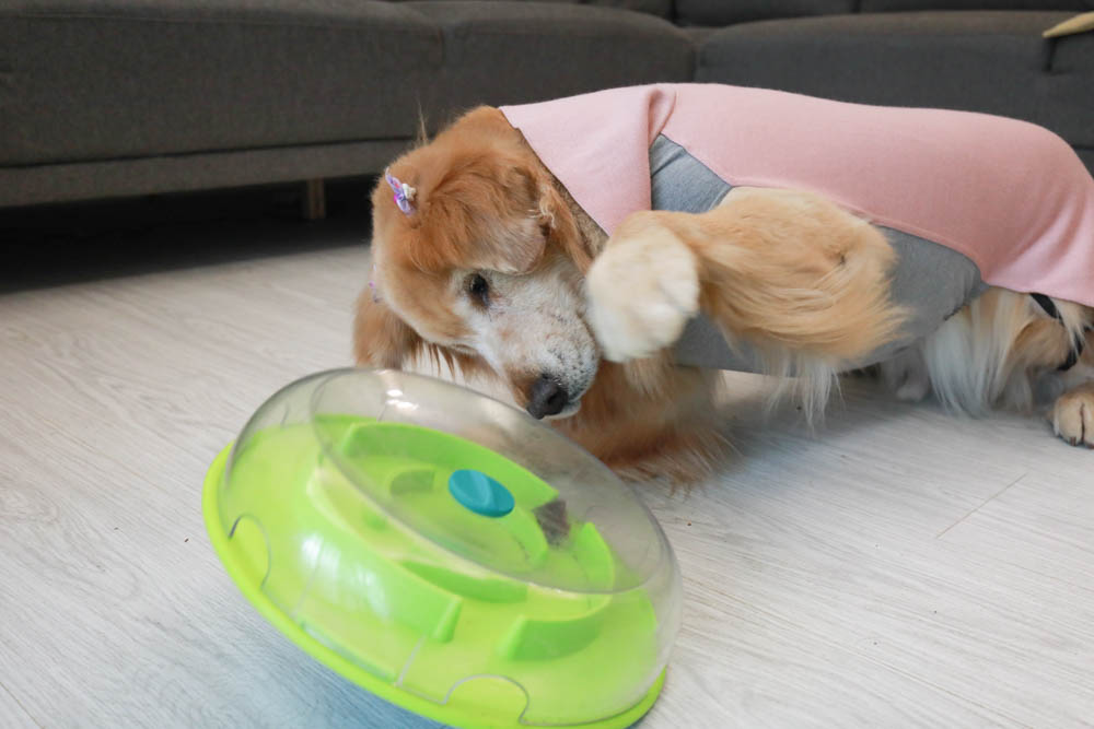 團購|Nina Ottosson瑞典寵物益智玩具。讓毛小孩動腦動手、消耗精力、減少分離焦慮症、雨天必備 - 第14張圖 團購|Nina Ottosson瑞典寵物益智玩具。讓毛小孩動腦動手、消耗精力、減少分離焦慮症、雨天必備