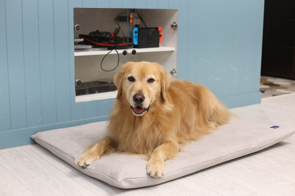 LINGO 3D透氣寵物床墊、LINGO鋁合金寵物碗架|台灣設計製造、寵物減壓睡墊、寵物餐碗推薦 - 第7張圖 LINGO 3D透氣寵物床墊、LINGO鋁合金寵物碗架|台灣設計製造、寵物減壓睡墊、寵物餐碗推薦