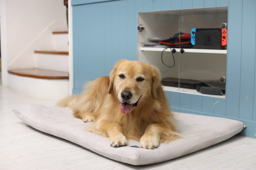 LINGO 3D透氣寵物床墊、LINGO鋁合金寵物碗架|台灣設計製造、寵物減壓睡墊、寵物餐碗推薦 - 第5張圖 LINGO 3D透氣寵物床墊、LINGO鋁合金寵物碗架|台灣設計製造、寵物減壓睡墊、寵物餐碗推薦