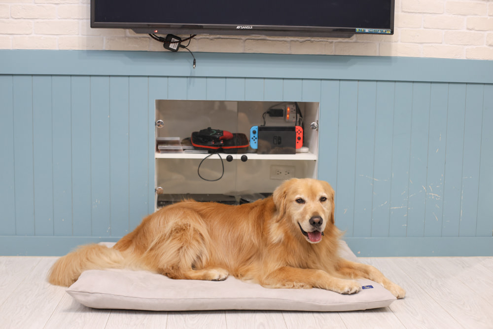 LINGO 3D透氣寵物床墊、LINGO鋁合金寵物碗架|台灣設計製造、寵物減壓睡墊、寵物餐碗推薦 - 第8張圖 LINGO 3D透氣寵物床墊、LINGO鋁合金寵物碗架|台灣設計製造、寵物減壓睡墊、寵物餐碗推薦