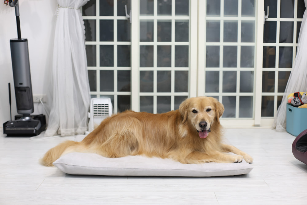 LINGO 3D透氣寵物床墊、LINGO鋁合金寵物碗架|台灣設計製造、寵物減壓睡墊、寵物餐碗推薦 - 第1張圖 LINGO 3D透氣寵物床墊、LINGO鋁合金寵物碗架|台灣設計製造、寵物減壓睡墊、寵物餐碗推薦