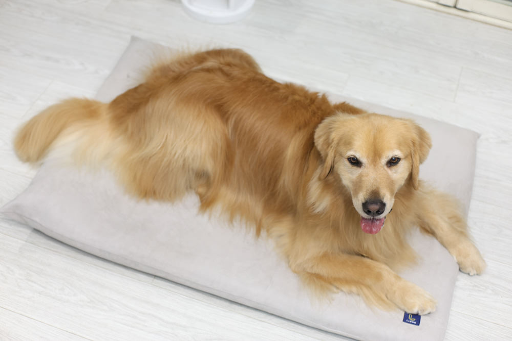 LINGO 3D透氣寵物床墊、LINGO鋁合金寵物碗架|台灣設計製造、寵物減壓睡墊、寵物餐碗推薦 - 第2張圖 LINGO 3D透氣寵物床墊、LINGO鋁合金寵物碗架|台灣設計製造、寵物減壓睡墊、寵物餐碗推薦