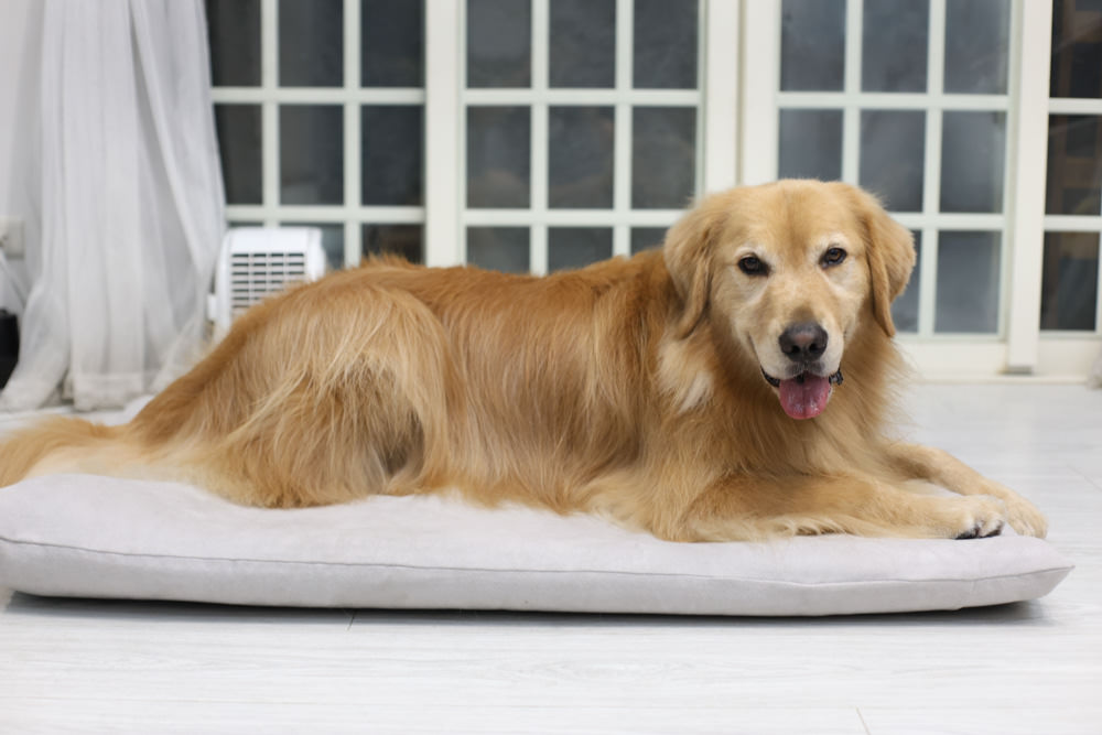 LINGO 3D透氣寵物床墊、LINGO鋁合金寵物碗架|台灣設計製造、寵物減壓睡墊、寵物餐碗推薦 - 第3張圖 LINGO 3D透氣寵物床墊、LINGO鋁合金寵物碗架|台灣設計製造、寵物減壓睡墊、寵物餐碗推薦