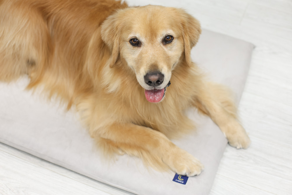 LINGO 3D透氣寵物床墊、LINGO鋁合金寵物碗架|台灣設計製造、寵物減壓睡墊、寵物餐碗推薦 - 第4張圖 LINGO 3D透氣寵物床墊、LINGO鋁合金寵物碗架|台灣設計製造、寵物減壓睡墊、寵物餐碗推薦