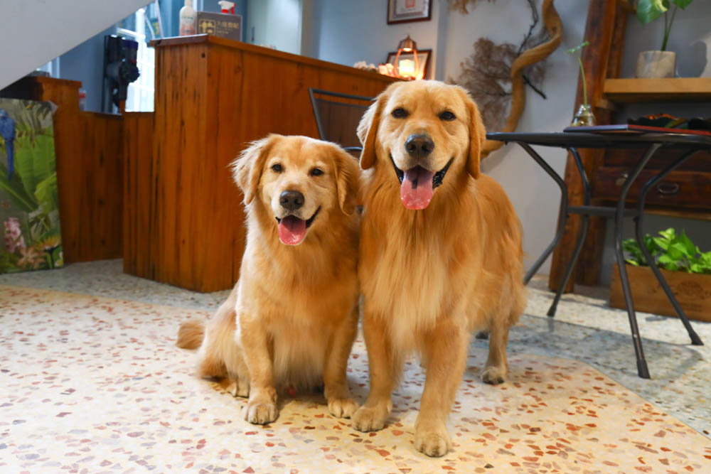 宜蘭東澳｜睡海邊民宿。東澳車站旁、近粉鳥林海灘、粉鳥林秘境、寵物友善