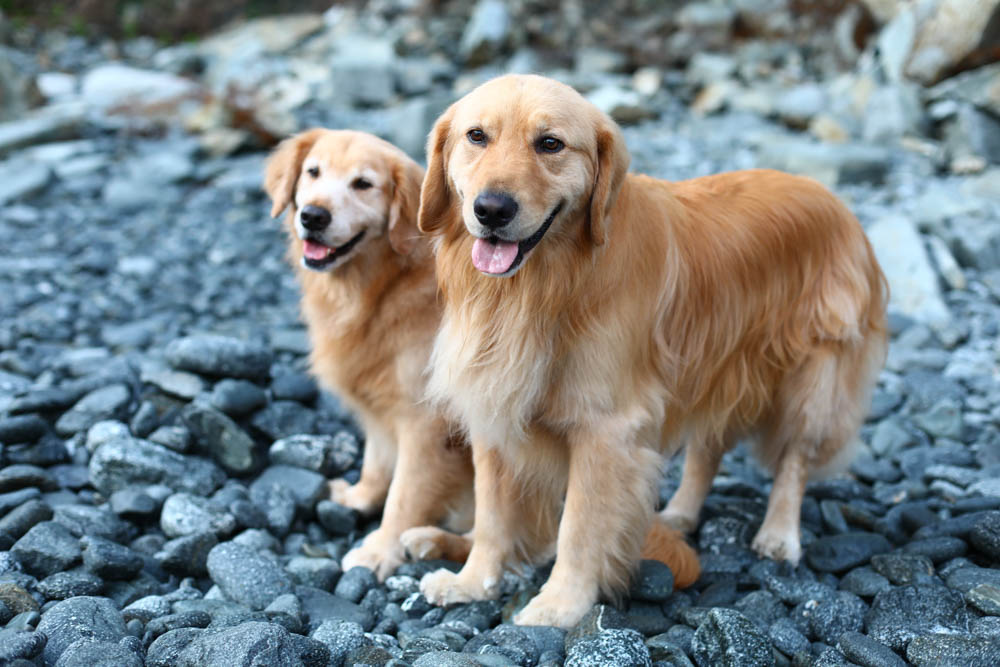 宜蘭東澳｜睡海邊民宿。東澳車站旁、近粉鳥林海灘、粉鳥林秘境、寵物友善