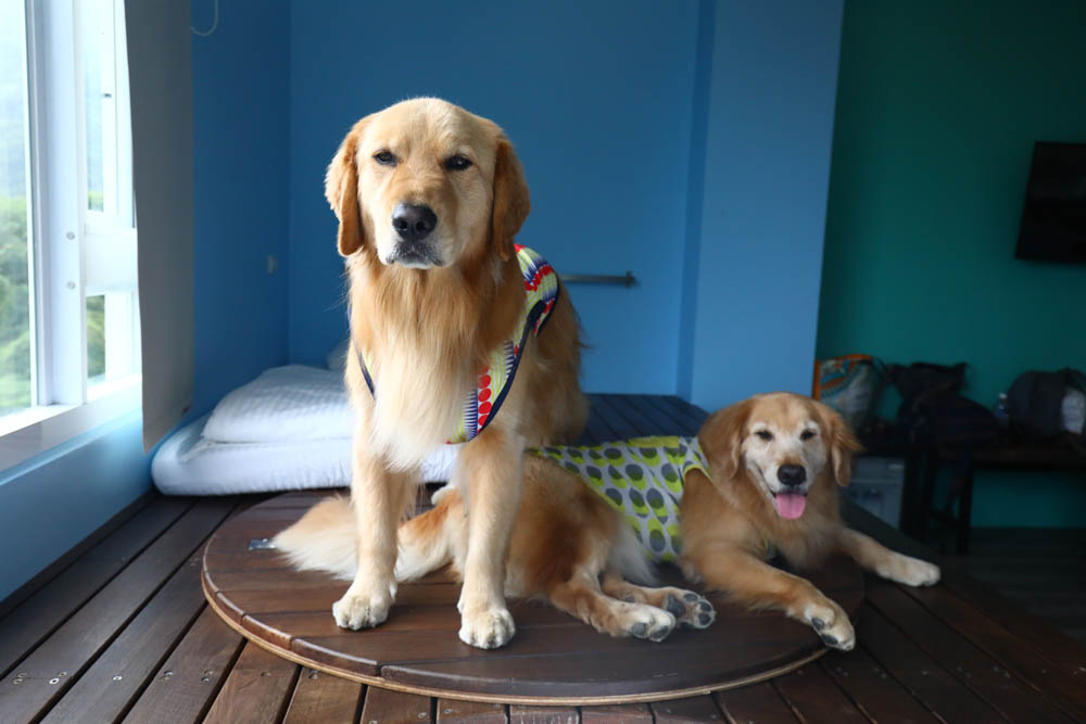 宜蘭東澳｜睡海邊民宿。東澳車站旁、近粉鳥林海灘、粉鳥林秘境、寵物友善