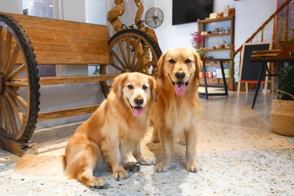 宜蘭東澳｜睡海邊民宿。東澳車站旁、近粉鳥林海灘、粉鳥林秘境、寵物友善