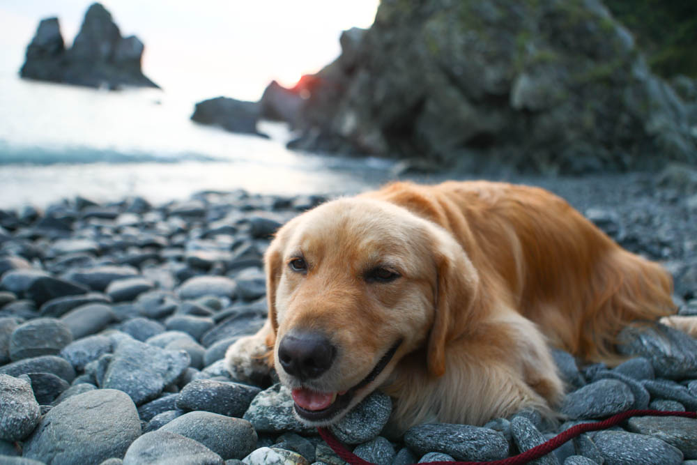 宜蘭東澳｜睡海邊民宿。東澳車站旁、近粉鳥林海灘、粉鳥林秘境、寵物友善