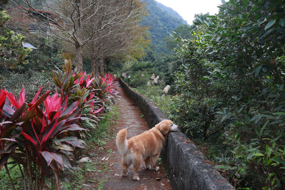 新北石碇美食｜武林逸亭。寵物友善餐廳、山林步道中的峇里島氛圍網美景觀餐廳、石碇景觀餐廳