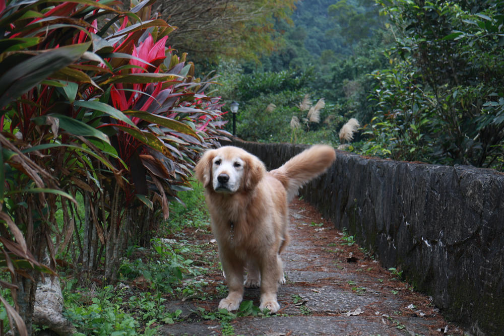新北石碇美食｜武林逸亭。寵物友善餐廳、山林步道中的峇里島氛圍網美景觀餐廳、石碇景觀餐廳