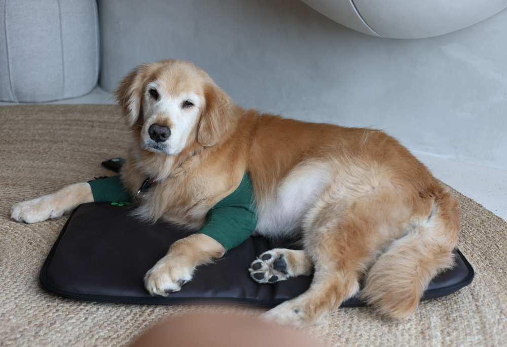 ePad Friends益沛得寵物脈衝電磁墊。居家照護、關節脊椎骨骼保養、放鬆肌肉、非侵入性的寵物日常保健