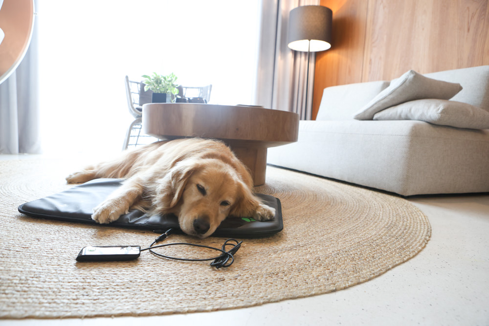 ePad Friends益沛得寵物脈衝電磁墊。居家照護、關節脊椎骨骼保養、放鬆肌肉、非侵入性的寵物日常保健