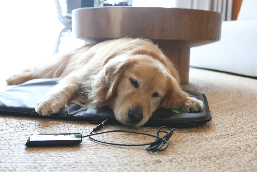 ePad Friends益沛得寵物脈衝電磁墊。居家照護、關節脊椎骨骼保養、放鬆肌肉、非侵入性的寵物日常保健