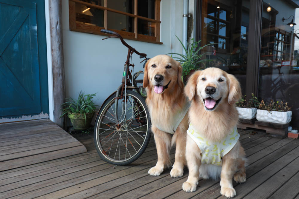 宜蘭礁溪美食｜奶油麵包礁溪旗艦店。歐風早午餐、寵物友善、烘焙鬆鬆奶油麵包必買！