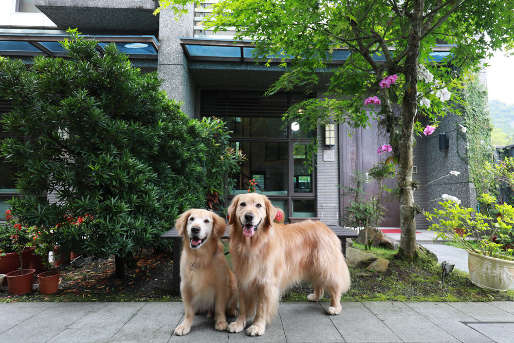 宜蘭礁溪。靜界溫泉會館。寵物友善民宿、日系風格獨棟Villa，可包棟，每間房間都有溫泉池可泡湯