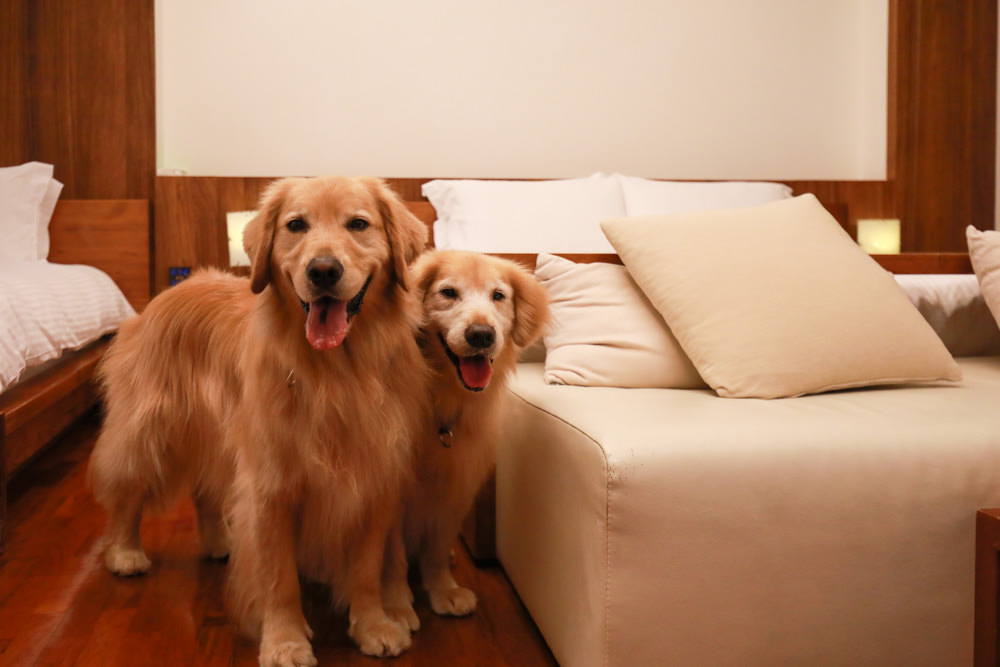 宜蘭礁溪。靜界溫泉會館。寵物友善民宿、日系風格獨棟Villa，可包棟，每間房間都有溫泉池可泡湯