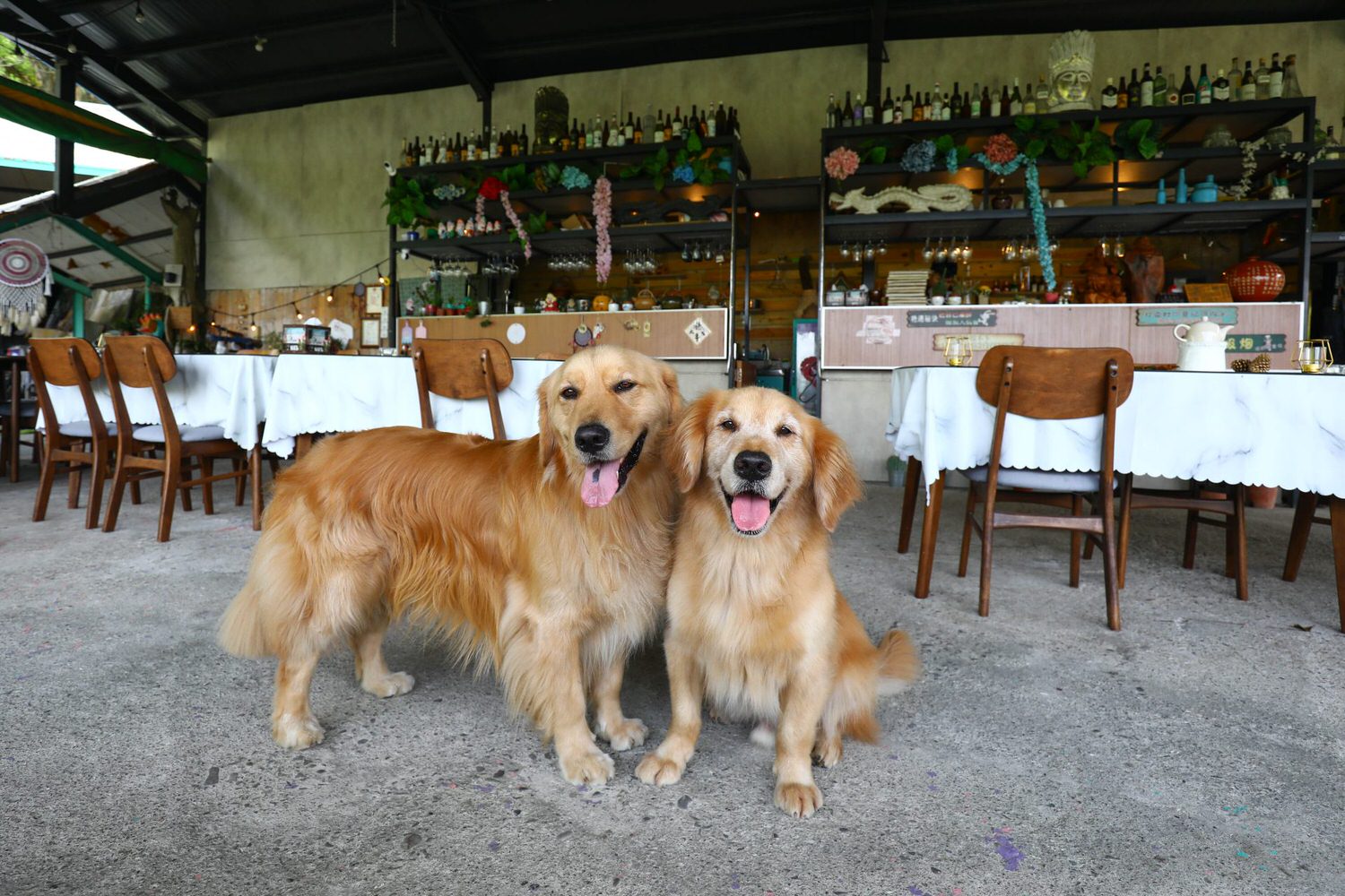 苗栗公館｜福村養生農場。高級精品民宿、森林中的絕美夢幻玻璃屋、一泊三食、寵物友善民宿