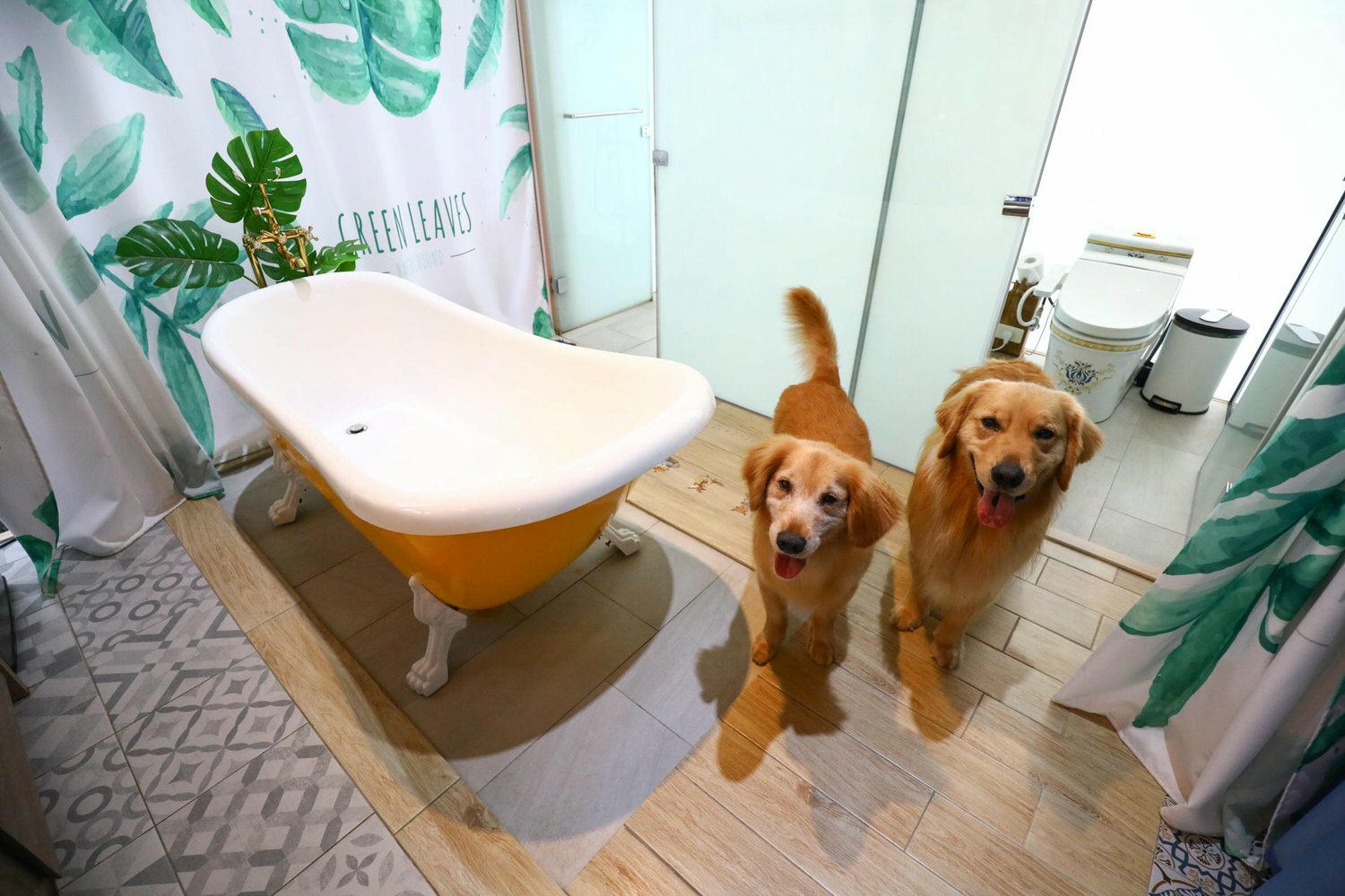 苗栗公館｜福村養生農場。高級精品民宿、森林中的絕美夢幻玻璃屋、一泊三食、寵物友善民宿