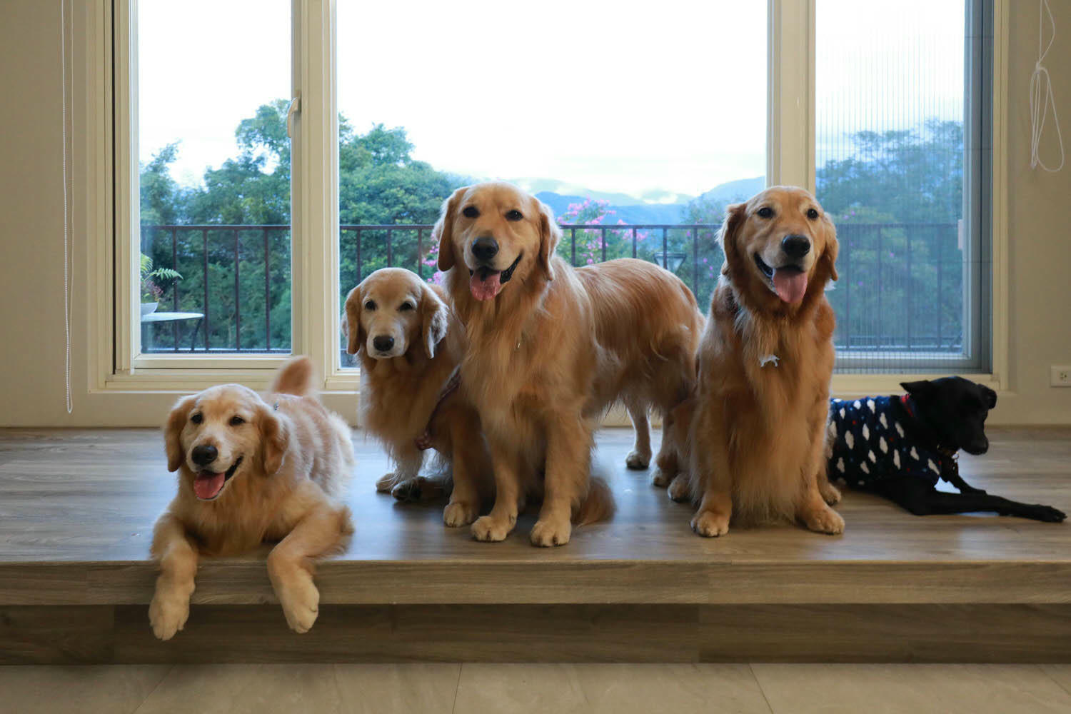 南投埔里｜秘密禾必宓山民宿。遠離塵囂、隱藏在森林中的秘境民宿、南投寵物友善民宿