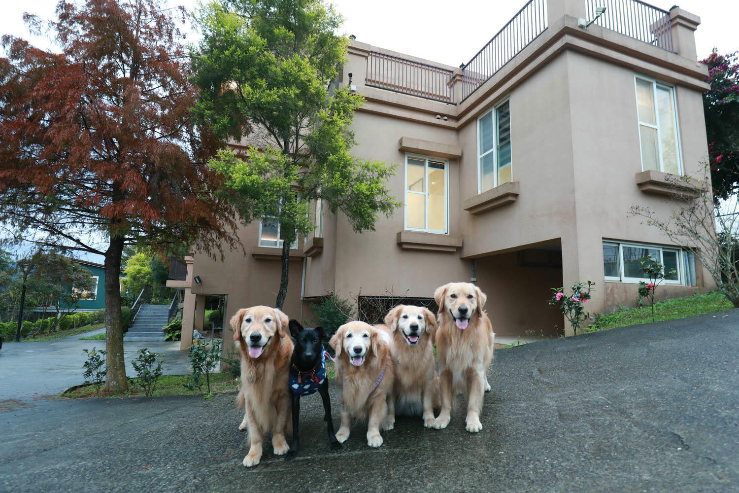南投埔里｜秘密禾必宓山民宿。遠離塵囂、隱藏在森林中的秘境民宿、南投寵物友善民宿