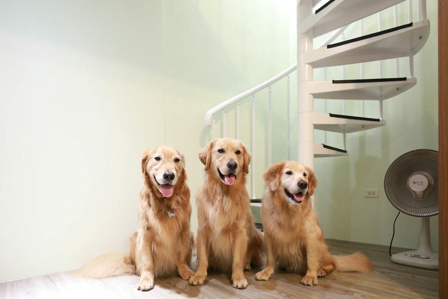 南投埔里｜秘密禾必宓山民宿。遠離塵囂、隱藏在森林中的秘境民宿、南投寵物友善民宿