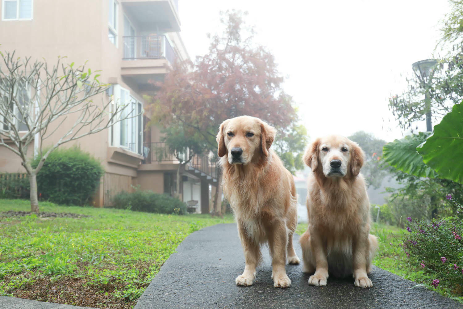 南投埔里｜秘密禾必宓山民宿。遠離塵囂、隱藏在森林中的秘境民宿、南投寵物友善民宿