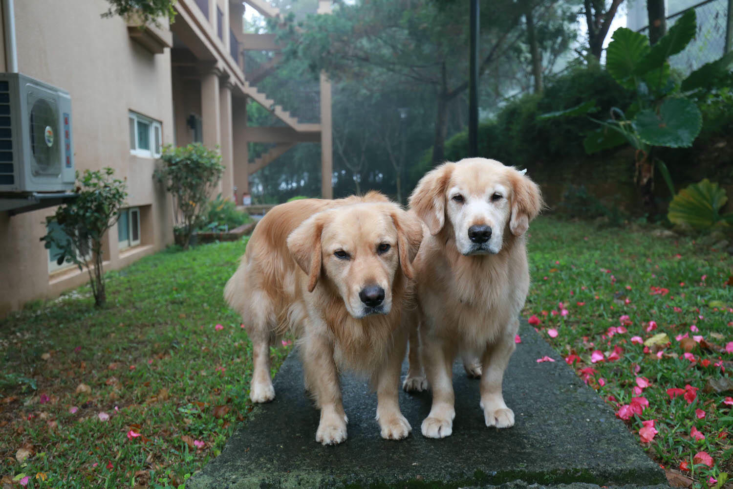 南投埔里｜秘密禾必宓山民宿。遠離塵囂、隱藏在森林中的秘境民宿、南投寵物友善民宿