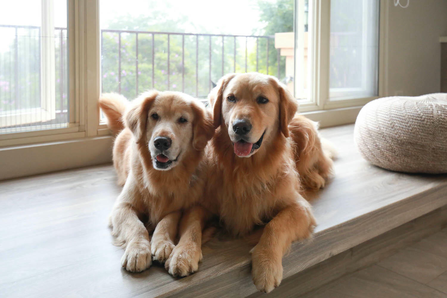 南投埔里｜秘密禾必宓山民宿。遠離塵囂、隱藏在森林中的秘境民宿、南投寵物友善民宿