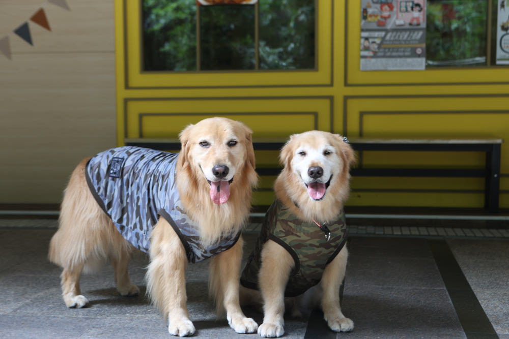 新北三峽樹林美食｜私嚐の吃飯北大店。寵物友善餐廳、咖喱丼飯烏龍麵、北大特區美食、超人氣咖喱手作飯