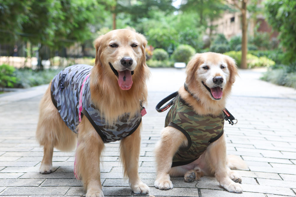 新北三峽樹林美食｜私嚐の吃飯北大店。寵物友善餐廳、咖喱丼飯烏龍麵、北大特區美食、超人氣咖喱手作飯