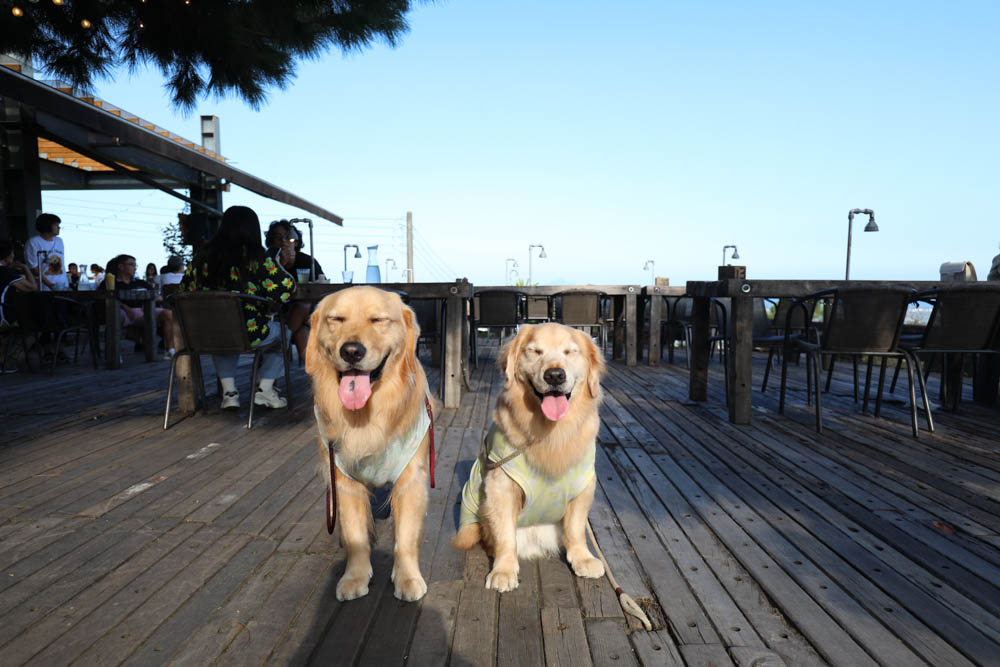 宜蘭景點|礁溪空ㄟ農場 。礁溪百萬夜景、遠眺龜山島、無敵海景、寵物友善餐廳、窯烤披薩PIZZA - 第13張圖 宜蘭景點|礁溪空ㄟ農場 。礁溪百萬夜景、遠眺龜山島、無敵海景、寵物友善餐廳、窯烤披薩PIZZA