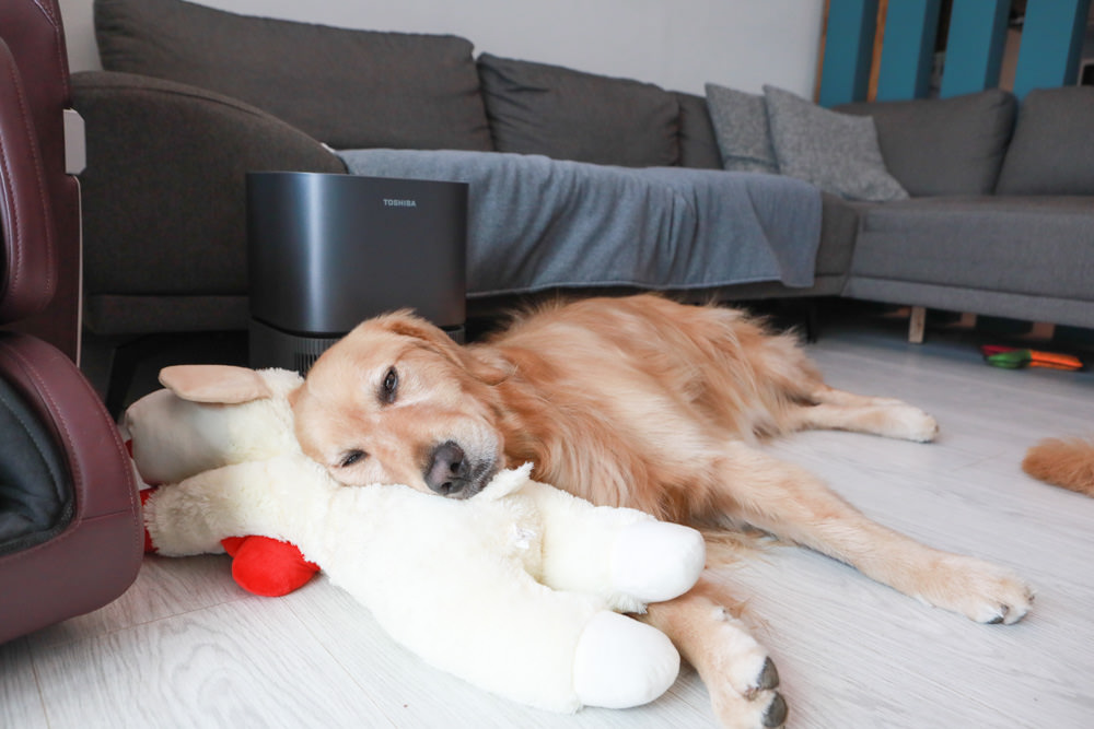 TOSHIBA東芝|PUREGO UV抗菌除臭空氣清淨機 CAF-A400TW(H)。快速去除異味、感受清新空氣、適合寵物家庭、適用5-8坪 - 第21張圖 TOSHIBA東芝|PUREGO UV抗菌除臭空氣清淨機 CAF-A400TW(H)。快速去除異味、感受清新空氣、適合寵物家庭、適用5-8坪