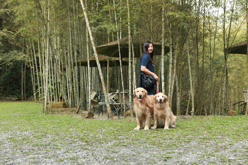 南投景點|竹亭咖啡。隱藏在溪頭山谷竹林中的仙境、寵物友善餐廳、竹林深處的秘境咖啡廳、鹿谷美食 - 第1張圖 南投景點|竹亭咖啡。隱藏在溪頭山谷竹林中的仙境、寵物友善餐廳、竹林深處的秘境咖啡廳、鹿谷美食