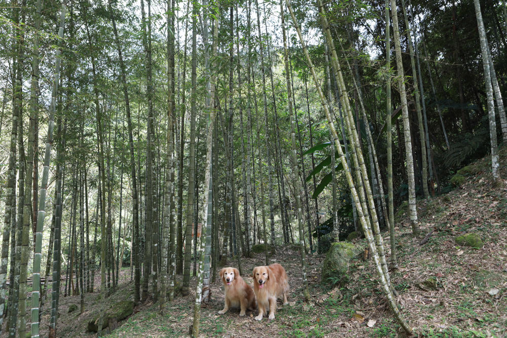南投景點|竹亭咖啡。隱藏在溪頭山谷竹林中的仙境、寵物友善餐廳、竹林深處的秘境咖啡廳、鹿谷美食 - 第8張圖 南投景點|竹亭咖啡。隱藏在溪頭山谷竹林中的仙境、寵物友善餐廳、竹林深處的秘境咖啡廳、鹿谷美食