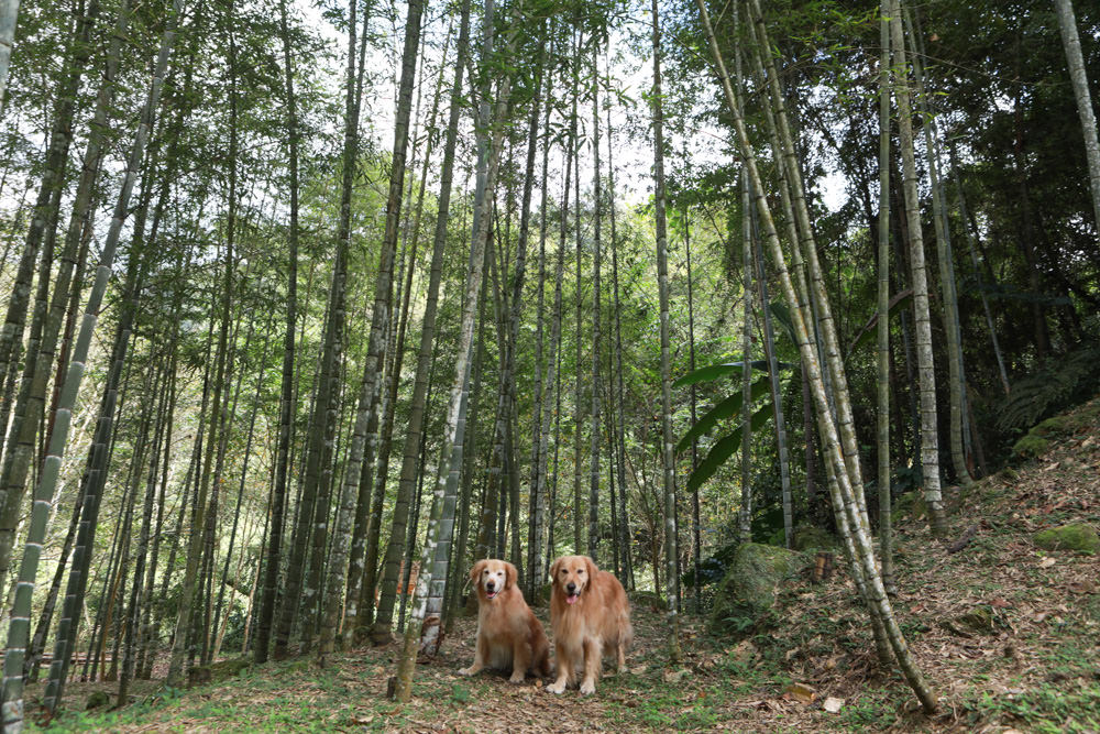 南投景點|竹亭咖啡。隱藏在溪頭山谷竹林中的仙境、寵物友善餐廳、竹林深處的秘境咖啡廳、鹿谷美食 - 第23張圖 南投景點|竹亭咖啡。隱藏在溪頭山谷竹林中的仙境、寵物友善餐廳、竹林深處的秘境咖啡廳、鹿谷美食